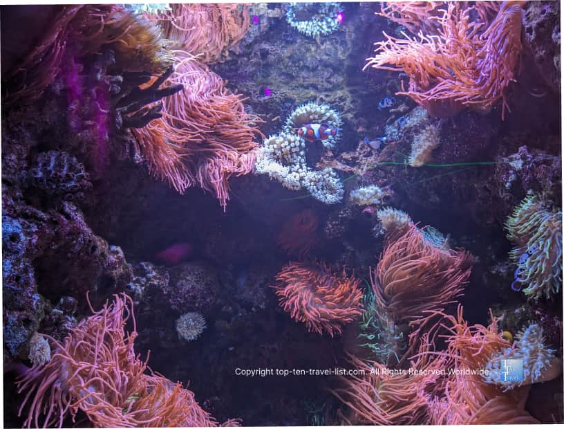 Clownfish fish at The Florida Aquarium