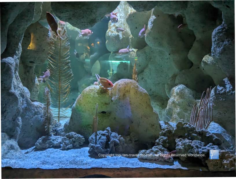Colorful tank at The Florida Aquarium 