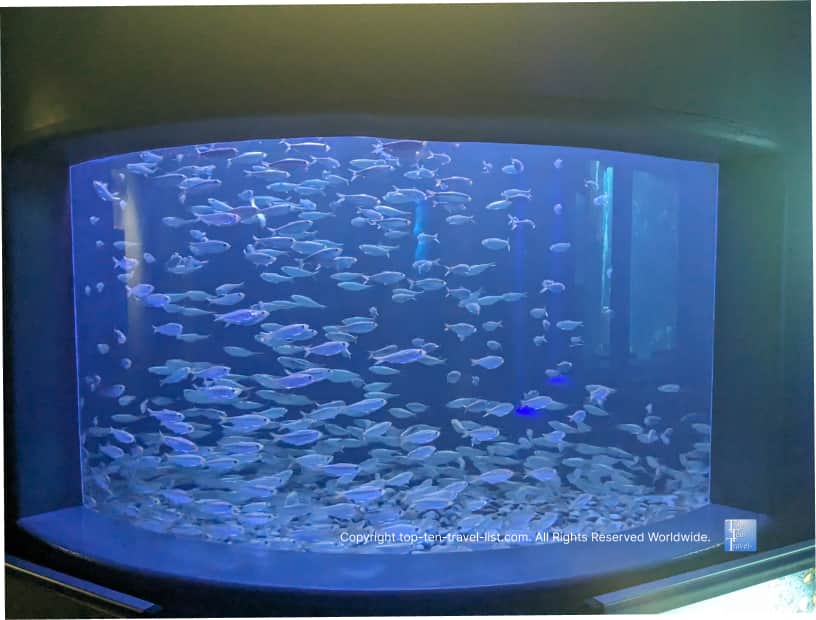 Colorful tank at The Florida Aquarium 