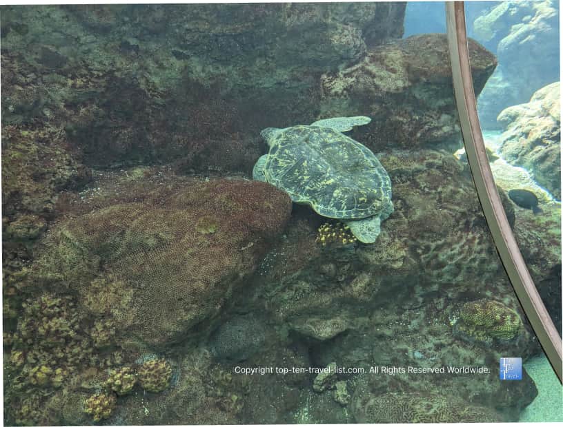 Sea turtles at Florida Aquarium