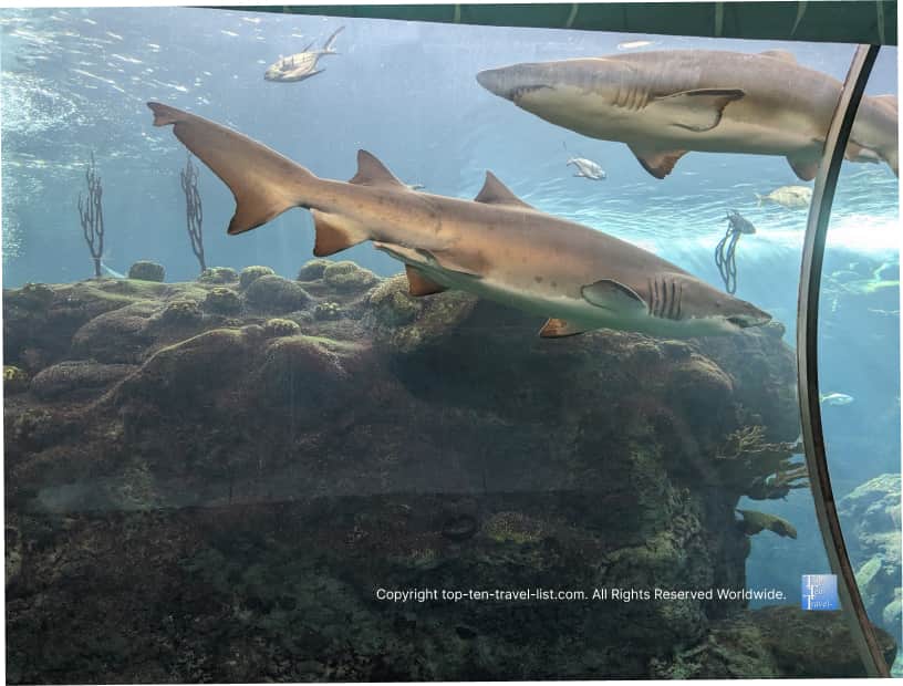 Shark tank at the Florida Aquarium