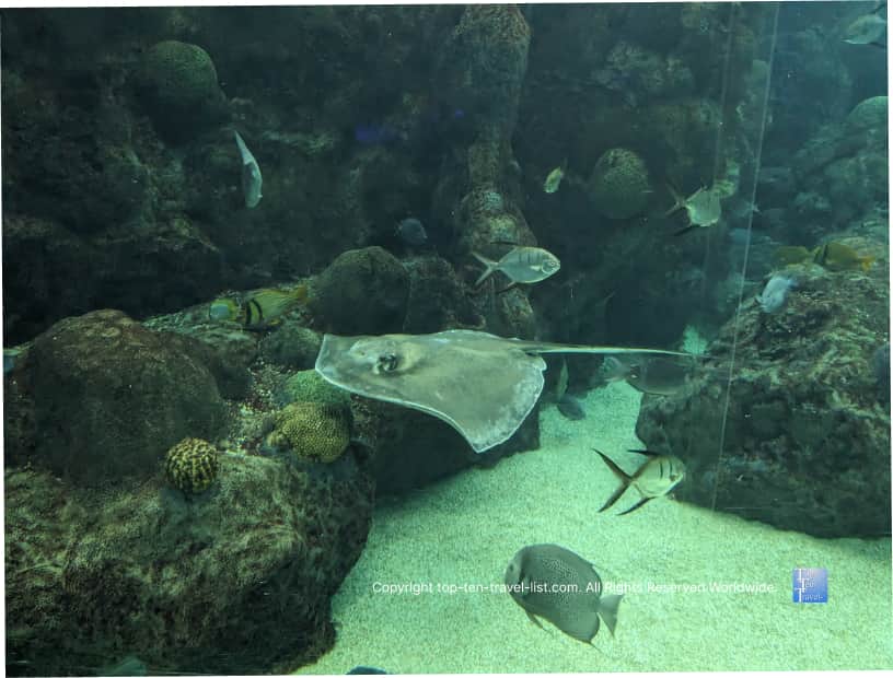 Stingray at The Florida Aquarium 