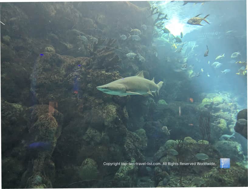 The shark tank at The Florida Aquarium