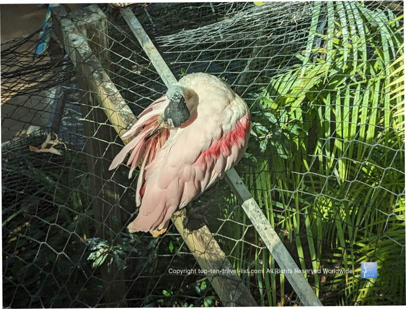 Unique bird on the Wetlands trail at The Florida Aquarium 