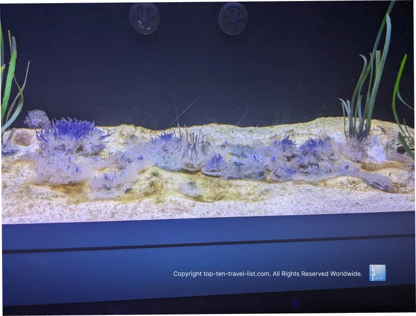 Upside down jellyfish at The Florida Aquarium 