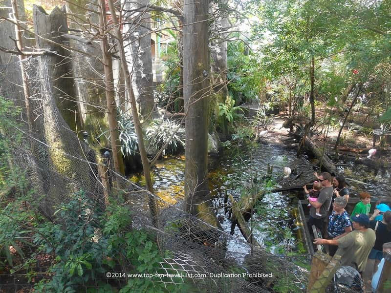 Wetlands trail at The Florida Aquarium