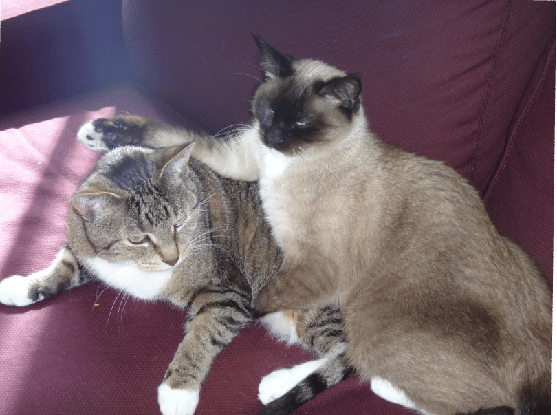 Benny and Suki
