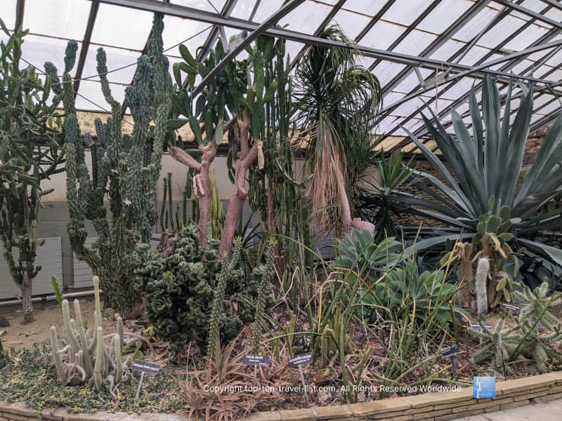 Cacti at Rockefeller Greenhouse in Cleveland