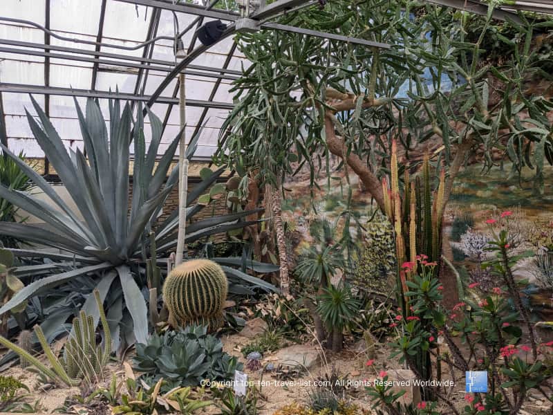 Cacti at Rockefeller Greenhouse in Cleveland