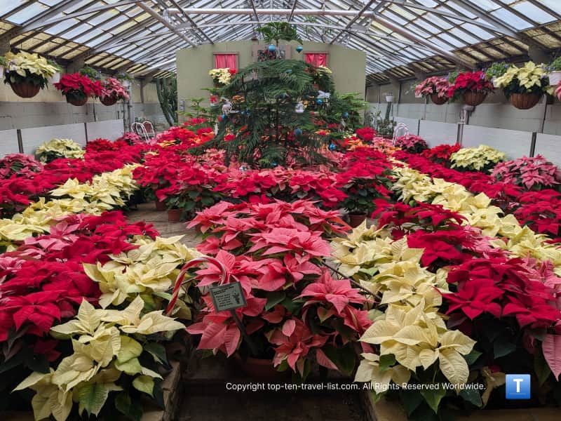 Poinsettia display at Rockefeller Greenhouse in Cleveland