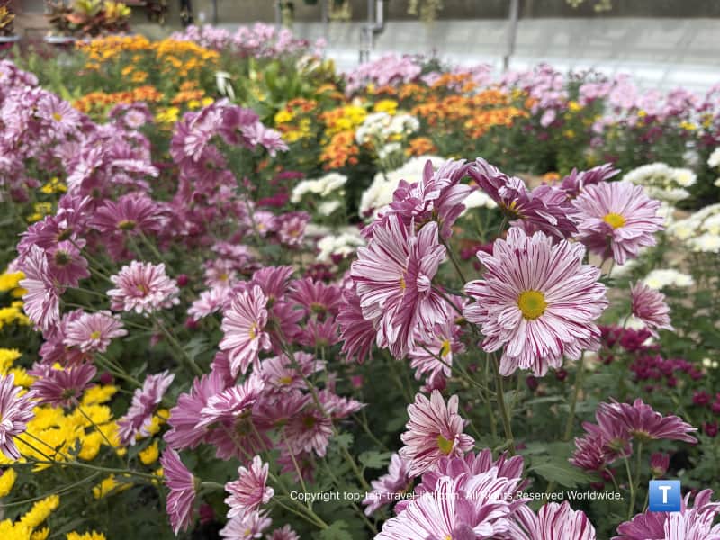 Fall flowers at Rockefeller Greenhouse in Cleveland