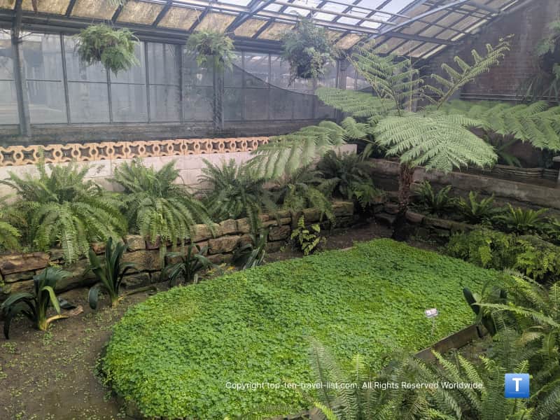 Fern Room at Rockefeller Greenhouse in Cleveland