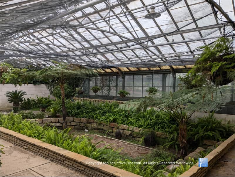 Ferns at Rockefeller Greenhouse in Cleveland
