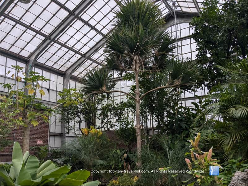 Palms at Rockefeller Greenhouse in Cleveland