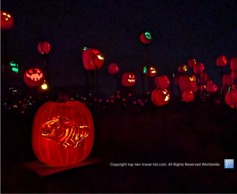 Festive Jack O'Lanterns at the Pittsburgh Zoo