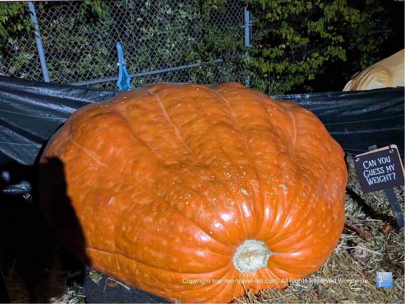 Gigantic champion pumpkin at the Pittsburgh Zoo