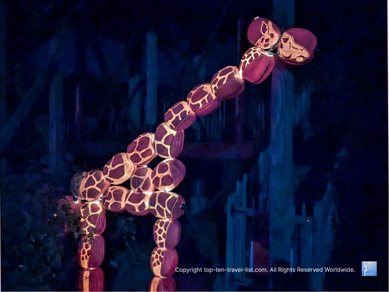 Giraffes made of Jack O'Lanterns at the Pittsburgh Zoo