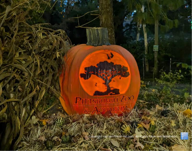 Pittsburgh Zoo pumpkin carving 