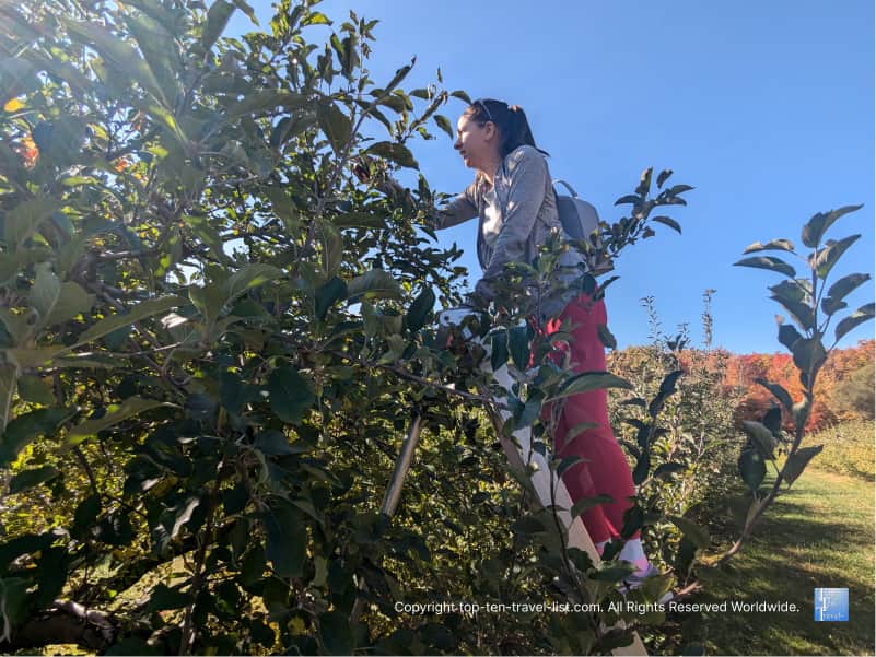 Apple picking at Brant's in Ashtabula