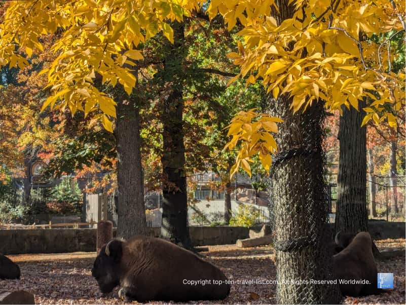 Bison and golden fall foliage at The Cleveland Zoo