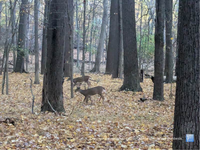 Deer at Big Creek Reservation