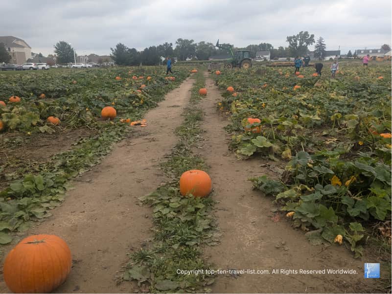 Pumpkin picking at Pickering Hills farms in Ohio