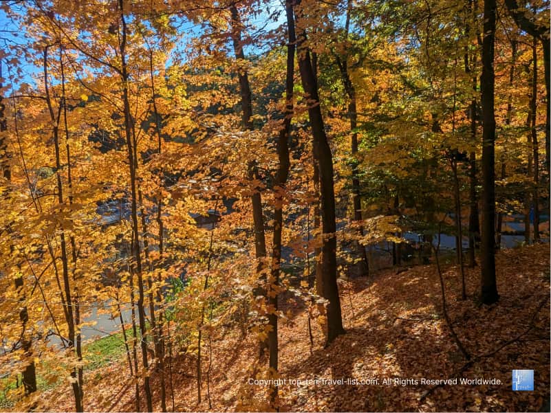 Vivid orange fall foliage at The Cleveland Zoo