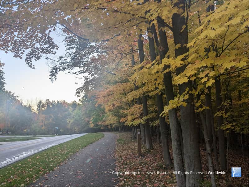 Vivid yellow fall foliage at Big Creek Reservation in Parma, Ohio