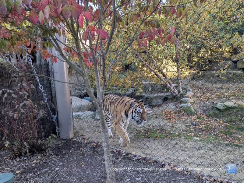 Tiger at The Cleveland Zoo