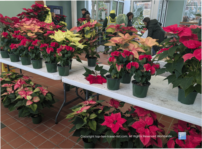 Annual poinsettia display at Rockefeller Greenhouse in Cleveland 