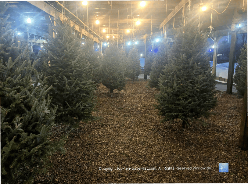 Christmas trees at Maria Gardens