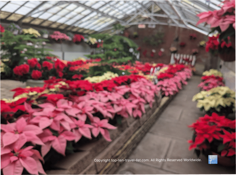 Colorful poinsettias at Rockefeller Greenhouse in Cleveland 