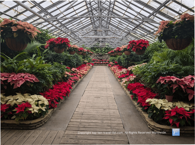 Poinsettia display at Rockefeller Greenhouse in Cleveland