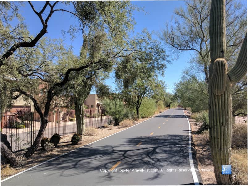 Cacti lining the Rillito River path in Tucson
