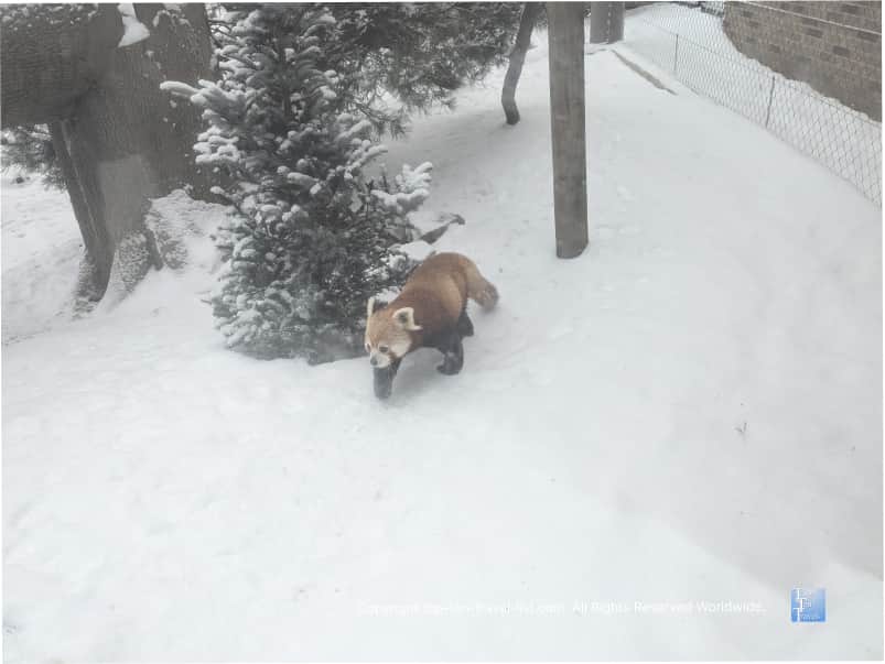 Red panda playing at the Cleveland Zoo