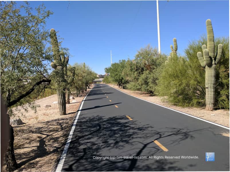 Cacti lining the Rillito River loop bike trail in Tucson, Arizona