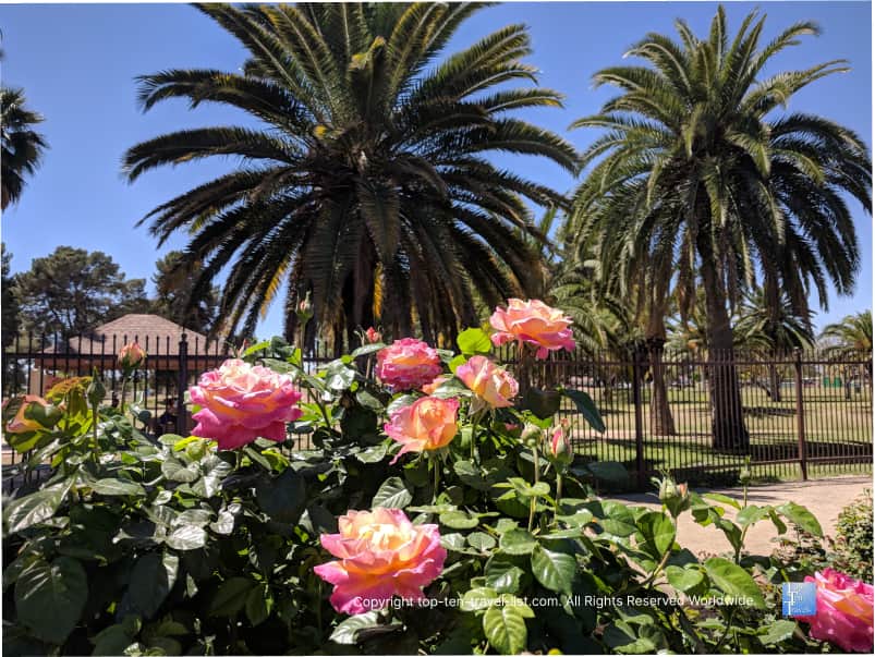 Rose Garden at Reid Park in Tucson