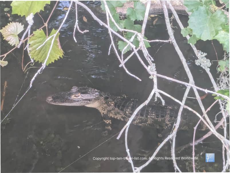 Gator at AL Anderson Park 