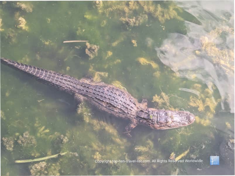 Gator swimming in the swamp at A.L. Anderson Park in Tarpon Springs