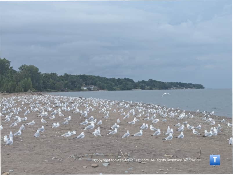 Tons of birds at Headlands Beach in Mentor, Ohio