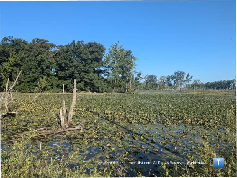 Wetlands at Sheldon Marsh Nature Preserve