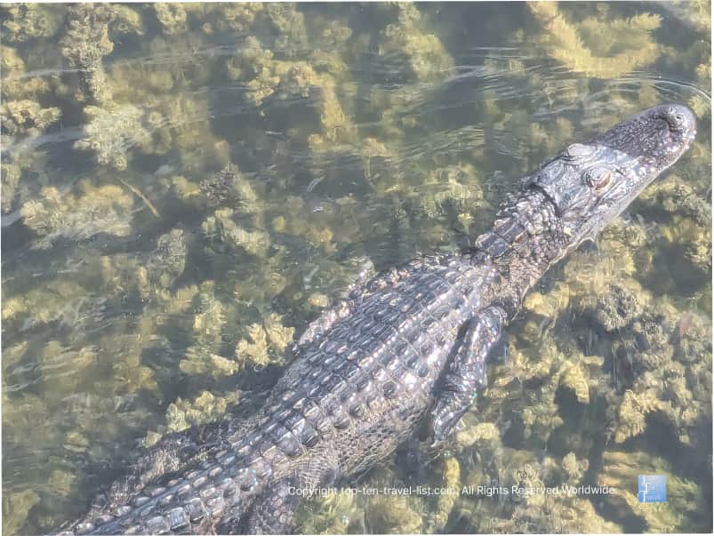 Viewing a gator upclose in the wild at A.L. Anderson Park in Tarpon Springs