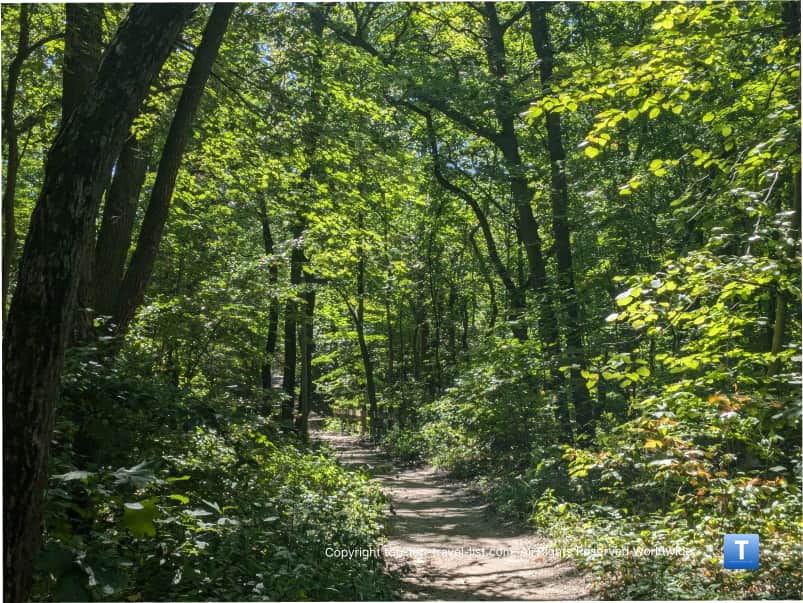 Hiking through a forest at Indiana Dunes State Park
