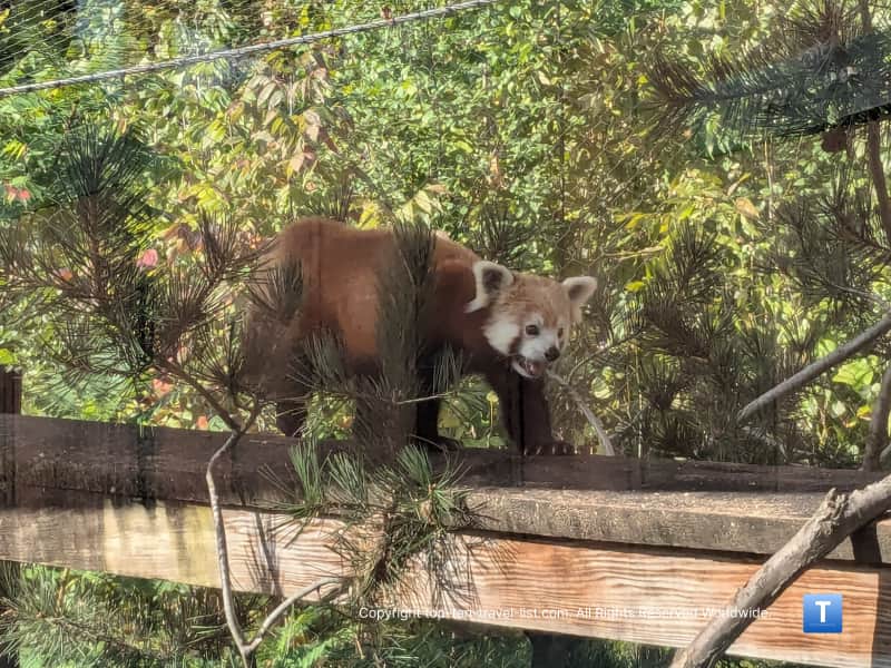 Red panda at Cleveland Metroparks Zoo 