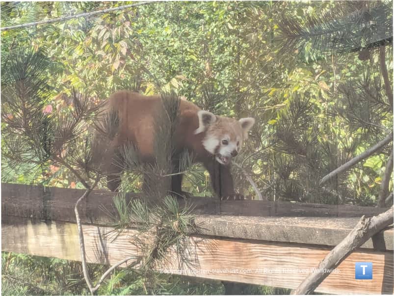 Cute red panda at Cleveland Metroparks Zoo