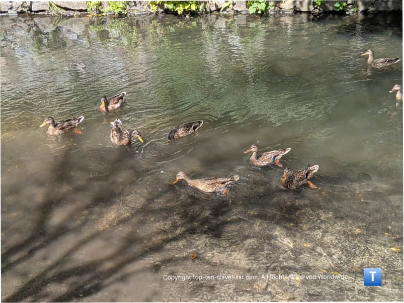 Ducks in Lodi