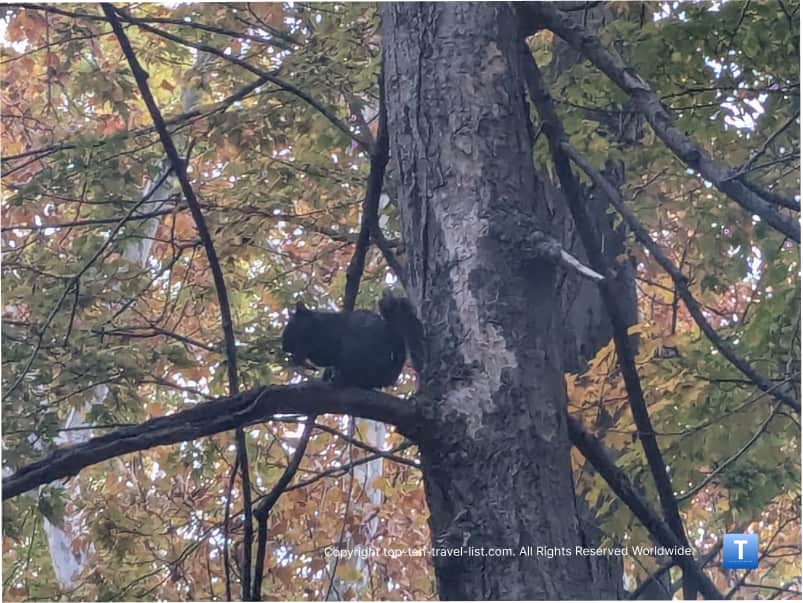 Rare black squirrel