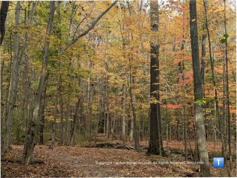 Golden fall foliage at North Chagrin Reservation
