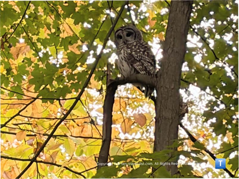 Owl at Big Creek Reservation in Parma, Ohio