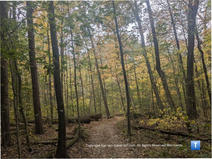Yellow foliage along the PIne Grove trail at Cuyahoga Valley National Park 